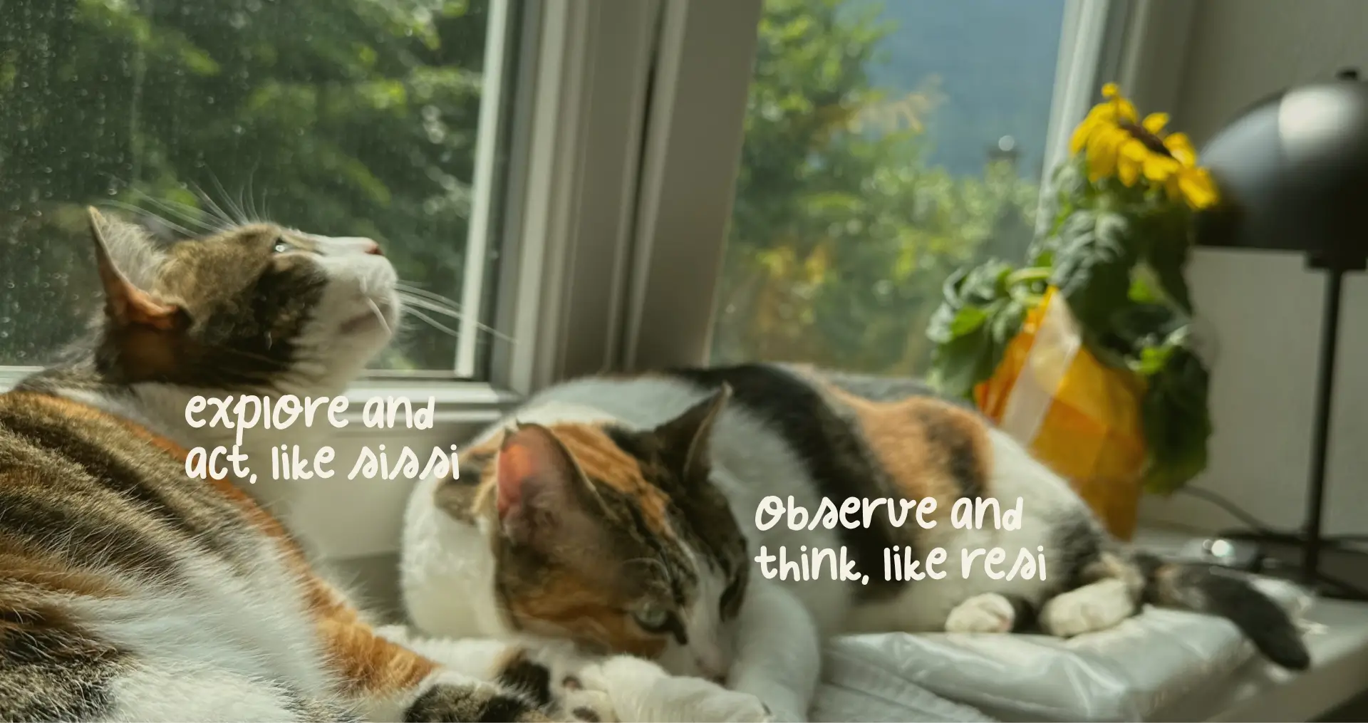 Two calico cats lying on the windowsil: The one on the left is looking up, while the other on the right stares directly.